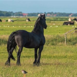 Friese paard - landschap Friesland