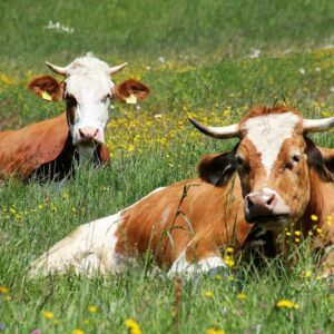 Bauernhof Oostenrijk koeien